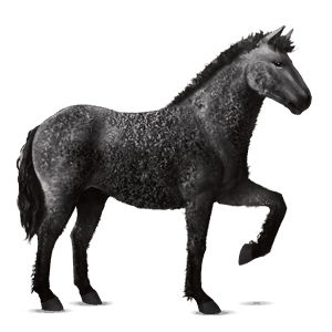 cavalo de passeio curly preto