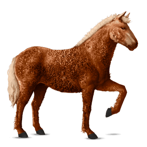 cavalo de passeio curly alazão ruano