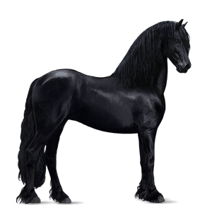 cavalo de passeio friesian preto