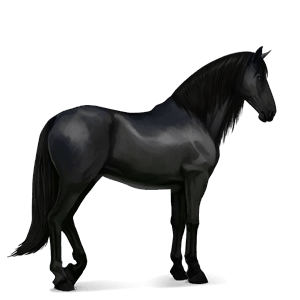cavalo de passeio lusitano preto