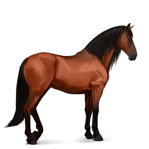 cavalo de passeio lusitano baio de cabos negros
