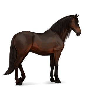 cavalo de passeio lusitano castanho escuro