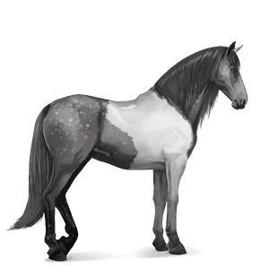 cavalo de passeio mangalarga marchador tobiano tordilho negro