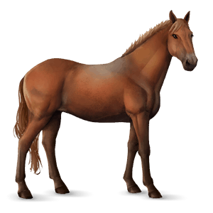 cavalo de passeio knabstrupper alazão