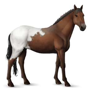 cavalo de passeio hanoveriano alazão tostado