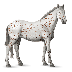 cavalo de passeio knabstrupper castanho leopardo