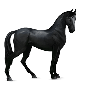 cavalo de passeio mangalarga marchador tordilho negro