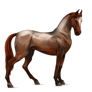 cavalo de passeio cavalo islandês castanho