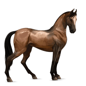 cavalo de passeio marwari castanho