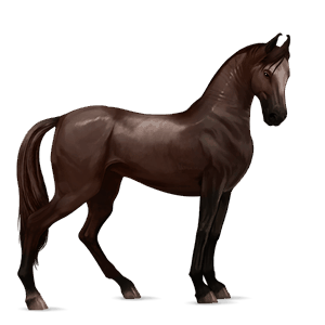 cavalo de passeio alazão tostado