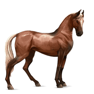 cavalo de passeio baio de cabos negros