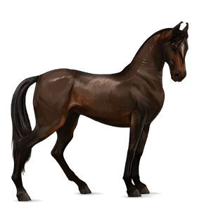 cavalo de passeio marwari alazão ruano