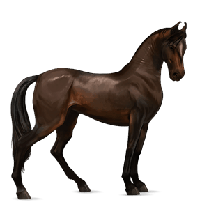 cavalo de passeio andaluz castanho escuro