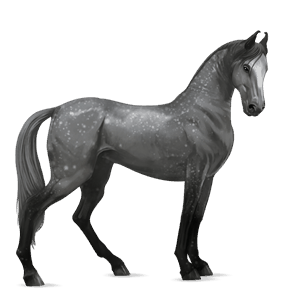 cavalo de passeio trotador francês castanho escuro