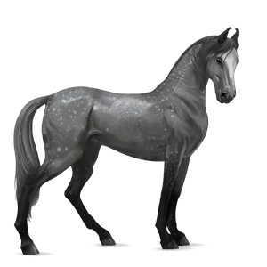 cavalo de passeio irish sport horse tordilho negro