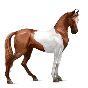 cavalo de passeio marwari alazão