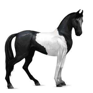 cavalo de passeio mangalarga marchador tordilho negro