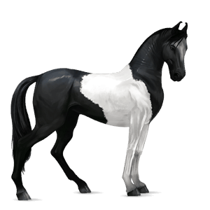 cavalo de passeio mangalarga marchador tobiano preto