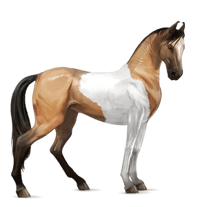 cavalo de passeio gypsy vanner tobiano palomino