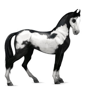 cavalo de passeio quarto de milha tordilho negro