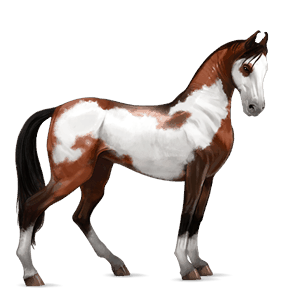 cavalo de passeio quarto de milha tordilho negro