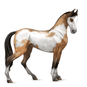 cavalo de passeio paint horse overo palomino