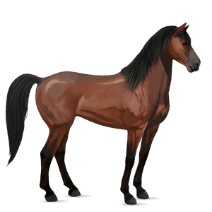 cavalo de passeio quarto de milha castanho