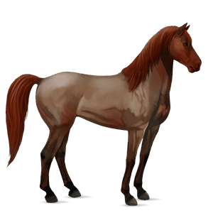cavalo de passeio quarto de milha castanho