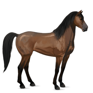 cavalo de passeio mustangue castanho