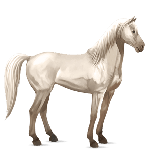 cavalo de passeio curly alazão