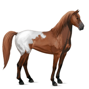 cavalo de passeio curly tobiano castanho