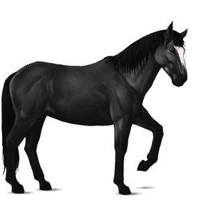 cavalo de passeio trotador francês castanho escuro
