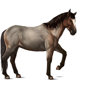cavalo de passeio hanoveriano alazão ruano