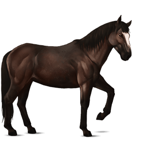 cavalo de passeio lusitano castanho escuro