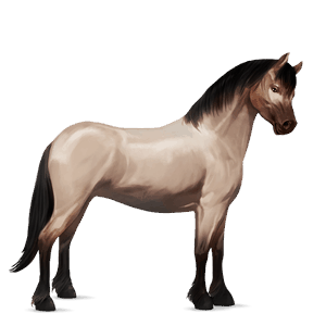 pônei shetland palomino