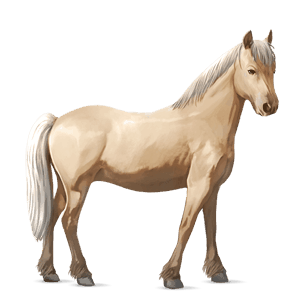 pônei shetland alazão tostado