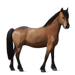 pônei shetland tobiano alazão tostado