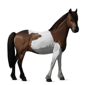 pônei shetland tobiano alazão tostado