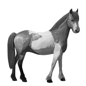 cavalo de passeio marwari preto