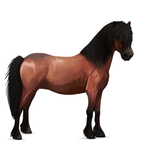 pônei shetland alazão ruano