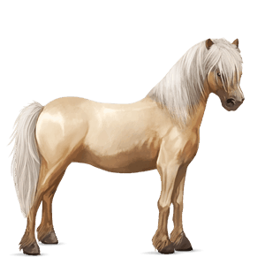pônei kerry bog tobiano palomino