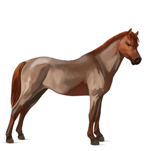 cavalo de passeio akhal-teke alazão ruano