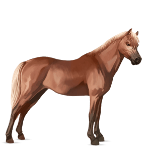 pônei welsh tordilho negro