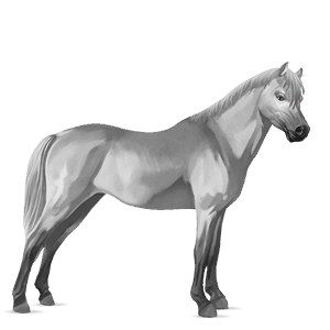 pônei welsh tordilho ruço