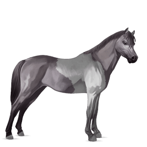 pônei welsh tordilho negro