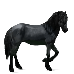 cavalo de passeio manto com pintas pretas