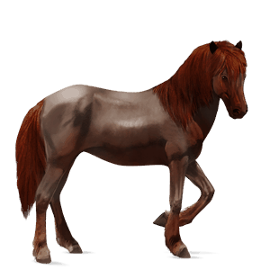 cavalo de passeio puro sangue inglês alazão