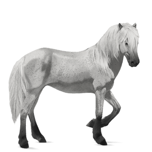 cavalo de passeio cavalo islandês castanho escuro