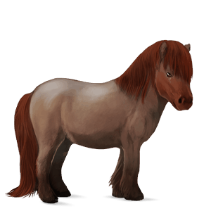 cavalo de passeio castanho