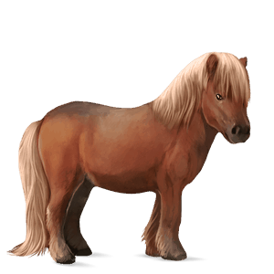 cavalo de passeio marwari alazão